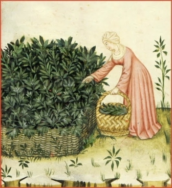cueillette plantes médicinales moyen age Salvia Catanatense