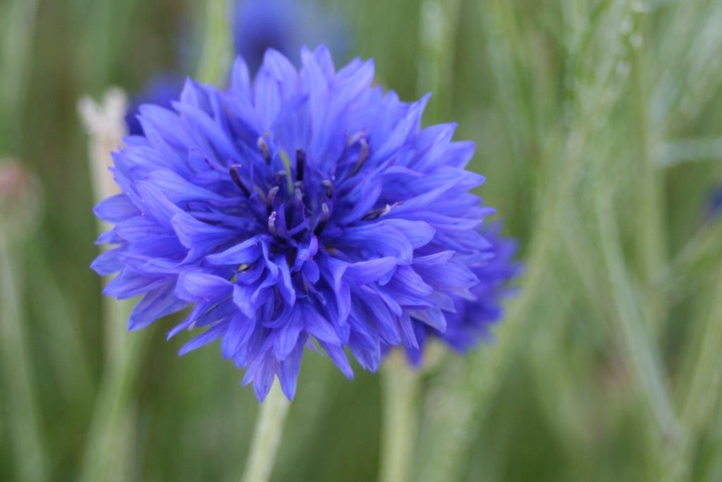 bleuet des champs fleur