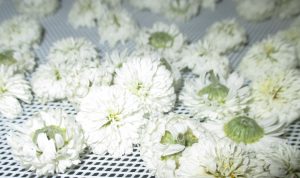 camomille romaine au séchoir