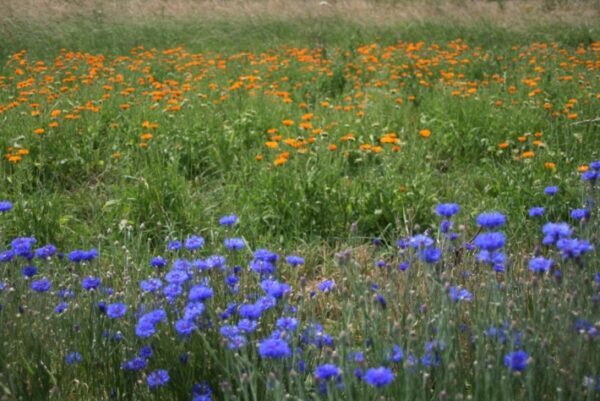 champ-bleuet-et-calendula