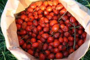 eglantier-cynorrhodon