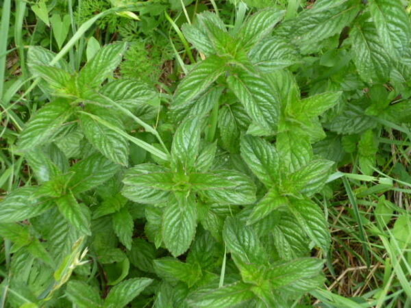 menthe poivrée