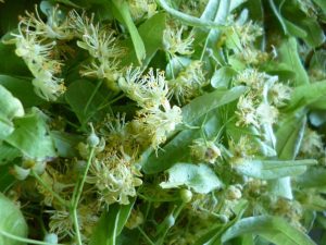 fleurs de tilleul cueillette