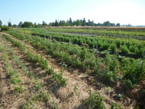 jardin plantes aromatiques et médicinales