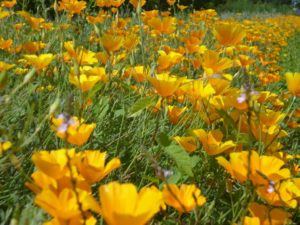 escholtzia pavot de californie rang en fleur