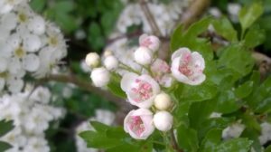 aubépine fleurs bouton