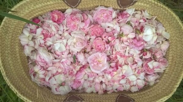 rose