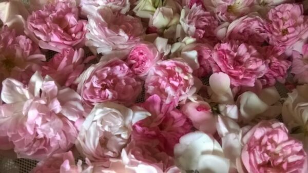 Fleurs Comestibles Bio Capucine et Rose – Image 3